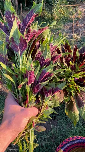 Miniatura 4 de Plant Good Seed Semillas orgánicas de amaranto rojo calaloo para plantar: verde de hoja caribeña, cocina jamaicana - Paquete de 600 semillas
