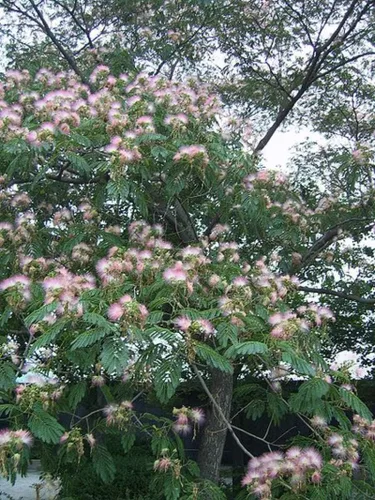 Miniatura 5 de 1-1000 piezas de semillas de árbol de mimosa de seda persa flor Albizia Julibrissin Siris 0175 (más de 25 semillas)
