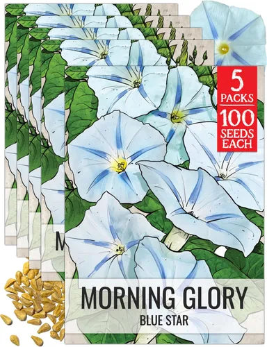 Miniatura 10 de Seed Needs Milky Way Morning Glory - Semillas para plantar enredaderas con flores, reliquia y escaladores polinizados abiertos para crear una cerca