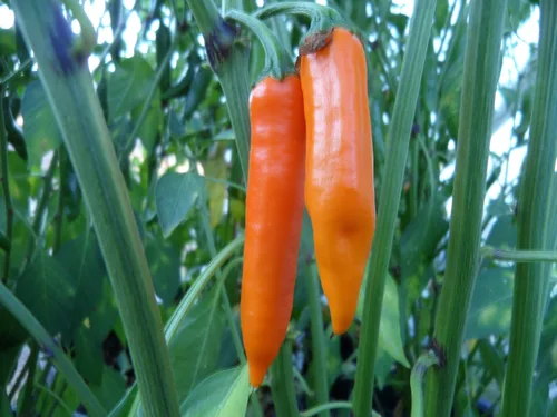 Miniatura 2 de Semillas de pimienta tailandesa naranja