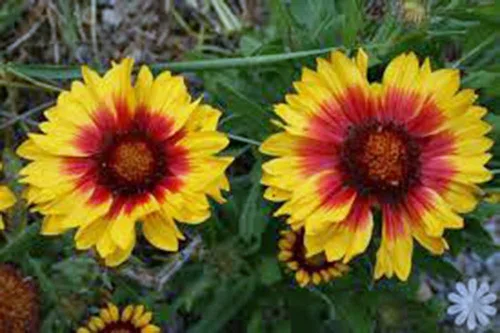 Miniatura 2 de Arizona Sun Gaillardia, 500 semillas hermosa flor brillante de corte grande