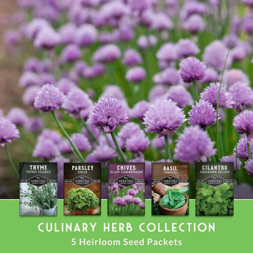 Miniatura 2 de Survival Garden Seeds Culinary Herb Collection - Bóveda de semillas de perejil rizado, cilantro, albahaca, cebollino, tomillo, semillas de reliquia