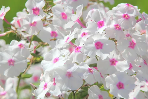 Miniatura 5 de 100 Phlox de Oveja Mezcla Pastel Phlox Drummondii Semillas de Flores Multicolor