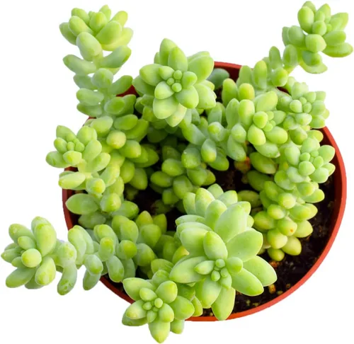 Miniatura 2 de Planta suculenta de cola de burro viva – Planta suculenta grande de 4 pulgadas – Cola de burro totalmente enraizada (Sedum Morganianum) – Mercado