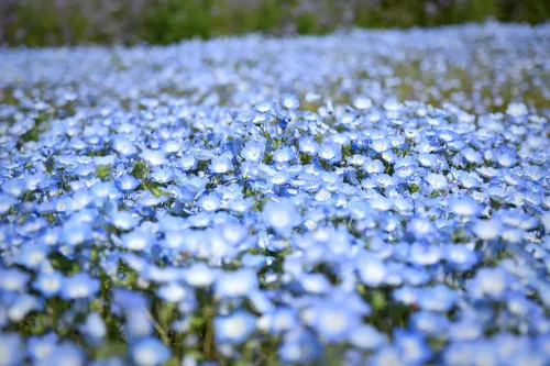 Miniatura 7 de TomorrowSeeds - Semillas Baby Blue Eyes - Más de 6000 unidades - para plantar Nemophila Menziesii 2026, flor azul cielo, cubierta de suelo japonesa
