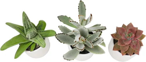 Miniatura 5 de Plants for Pets Suculentas (paquete de 3), plantas suculentas vivas en macetas blancas, mini plantas suculentas, regalos únicos de jardinería