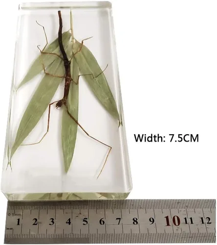 Miniatura 3 de Espécimen de resina transparente de insectos raros Espécimen de insectos de palo real para pisapapeles ciencia educación taxidermia instrumento