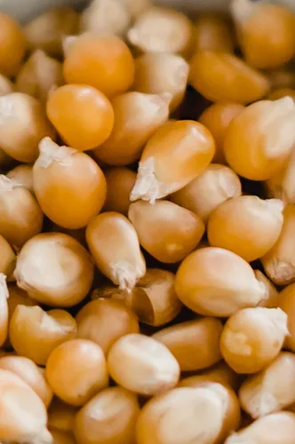 Miniatura 5 de Amish Country Popcorn Núcleos de hongos de 1 libra Anticuado, sin OMG y sin gluten (bolsa de 1 libra)