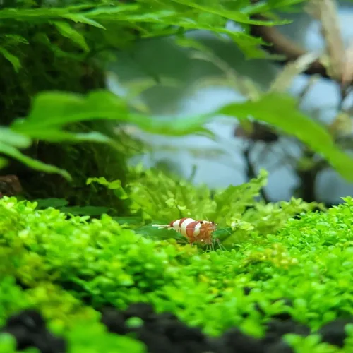Miniatura 5 de Hemianthus Callitrichoides Cultivo de tejidos US Farm Live Aquarium Plants Midground para decoración de peceras