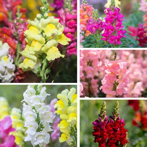 Miniatura 7 de Paquete a granel de más de 10000 semillas de Snapdragon, semillas de flores de dragón mixtas de 5 colores para plantar, semillas de Antirrhinum