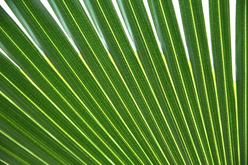 Miniatura 7 de 5 Green Saw Palmetto Serenoa Repens American Dwarf Palm Tree Arbusto de fruta comestible Semillas de sol o sombra