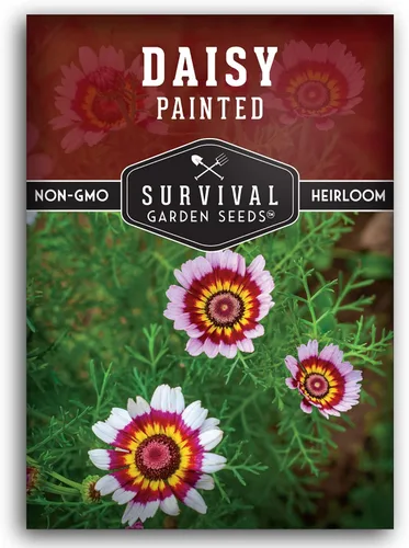 1 paquete de semillas de margaritas pintadas para plantar con instrucciones para cultivar flores silvestres perennes coloridas en el jardín de