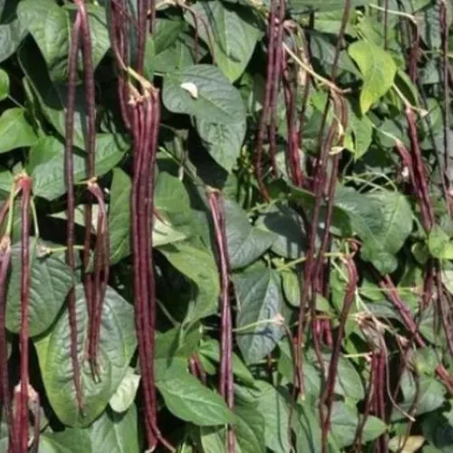 Miniatura 2 de Purple Yard - Semillas de frijol largo, más de 85 semillas, semillas de frijoles largos asiáticos, semillas de frijoles de espárragos, Phaseolus