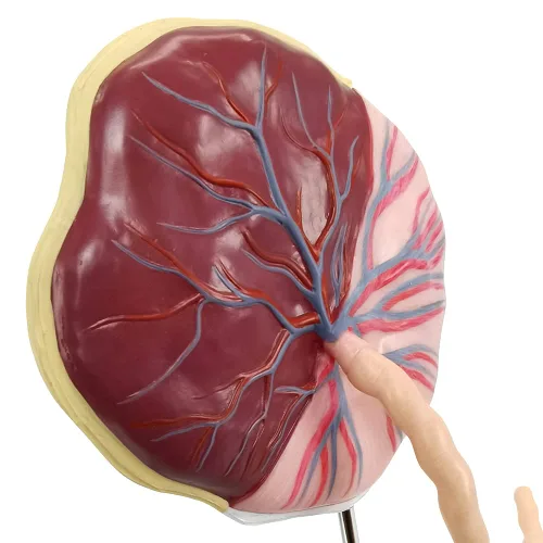 Miniatura 3 de Modelo anatómico del cordón umbilical de placenta, modelo de placenta del cordón umbilical de tamaño real con venas, estructura de tejido