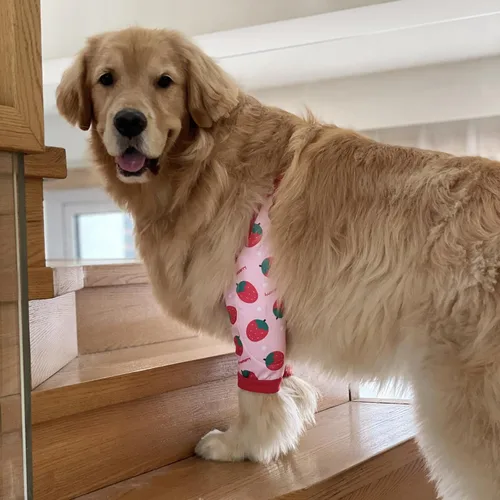 Miniatura 3 de Manga de recuperación para perros con banda elástica para piernas o articulaciones lesionadas, tirantes ajustables para patas delanteras de rosado