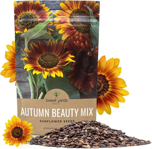 Autumn Beauty Semillas de girasol – Bolsa a granel de 1/4 de libra – Más de 5,000 semillas de flores silvestres polinizadas abiertas sin OMG –