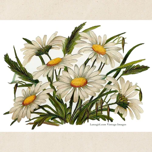 Miniatura 4 de CafePress Daisies - Bolsa de lona natural, estilo victoriano, vintage, reutilizable, bolsa de compras
