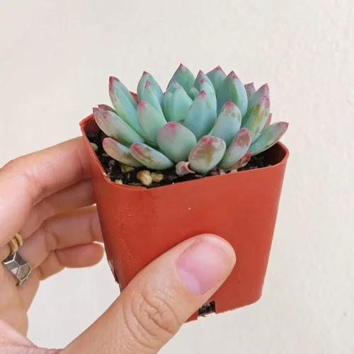 Miniatura 3 de Echeveria Sedeveria Blue Elf 2 pulgadas Suculenta saludable Echeveria Live Easy Care planta interior de casa, totalmente arraigada en tamaños