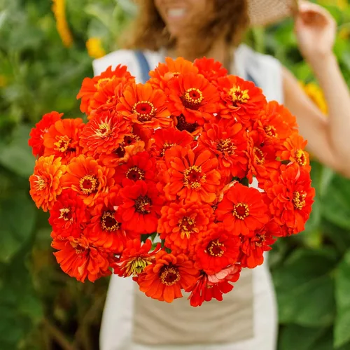 Miniatura 60 de Eden Brothers - Semillas de zinnia, cactus con flores, sin OMG, plantar en primavera, paquete, flores de bajo mantenimiento, zonas 3, 4, 5, 6, 7, 8