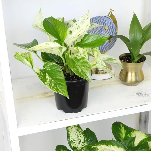 Miniatura 2 de Plantas de Pothos Vivas (4PK) Plantas de Interior Vivas Plantas de Casa, Planta de Pothos Viva Plantas de Casa, Planta de Dinero Pothos