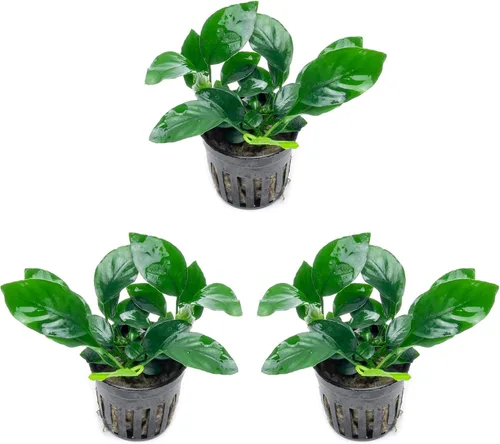 Miniatura 30 de SubstrateSource Plantas vivas – Anubias Hastifolia (Anubias hastifolia) – Luz baja a moderada, hojas en forma de flecha de color verde medio a