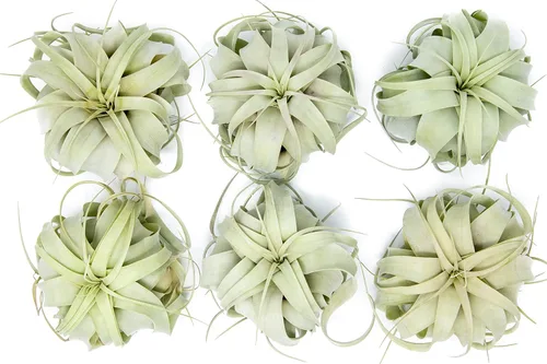 Miniatura 7 de Grandes plantas de aire Xerographica de 5 a 7 pulgadas de ancho – Plantas de aire vivas Tillandsia suculentas plantas de interior – disponible al