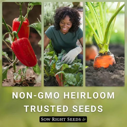 Miniatura 6 de Sow Right Seeds - Semillas de frijol de serpiente de cascabel para plantar - Paquete de reliquia sin OMG con instrucciones para plantar un huerto