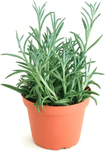 Miniatura 11 de Shop Succulents Cadena de plátanos colgantes suculentas, Senecio Radicans, planta suculenta viva de 4 pulgadas totalmente arraigada, planta