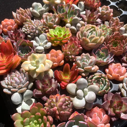 Miniatura 5 de Mezcla de plantas suculentas vivas raras, 0.5-1.5 pulgadas, misterio aleatorio a granel, sin maceta y tierra, 6/12/24 piezas, decoración