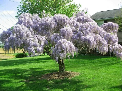 Miniatura 4 de Árbol de glicina china púrpura - Plántula de 6 a 12 pulgadas de alto - Maceta de 2.5 pulgadas - Planta viva - Wisteria sinensis