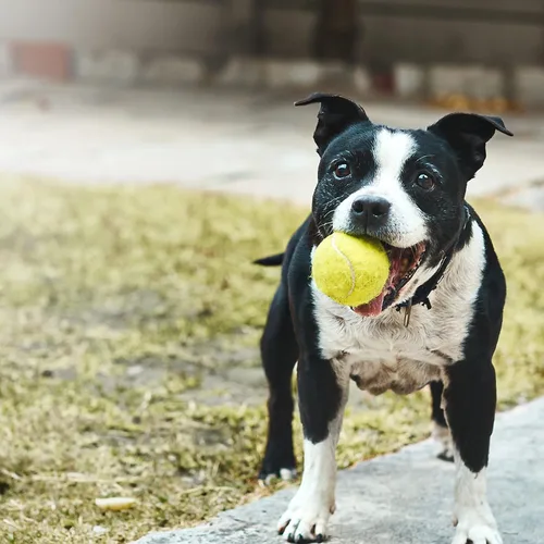 Miniatura 7 de Pelotas de tenis para perros, paquete de 12 pelotas interactivas chirriantes de 2.5 pulgadas para perros pequeños, medianos y grandes, juguetes