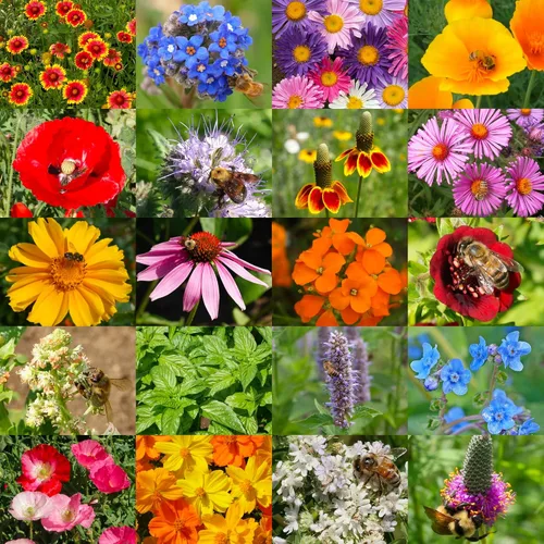Miniatura 2 de Seed Needs Mezcla de semillas polinizadoras Mezcla de miel de abejas Flores silvestres A granel 1 onza 12,500+ semillas originales 20 variedades