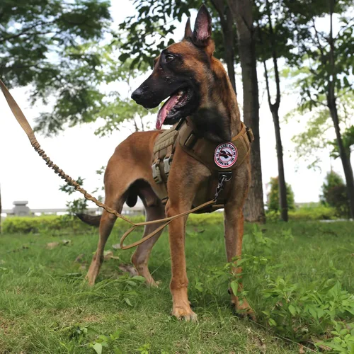 Miniatura 5 de ICEFANG GN3 Arnés táctico para perro con hebilla 6X, chaleco Molle para perro con asa, cobertura corporal 3/4, panel de gancho y bucle para parche