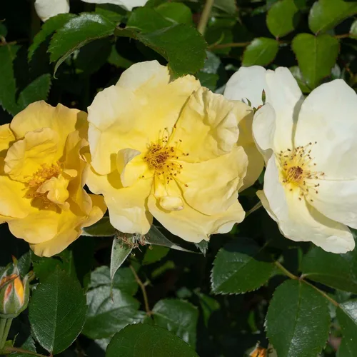 Miniatura 5 de Perfect Plants Easy Bee-zy™ Knock Out® Rose Bush 1 galón Arbusto de rosas vivas Rosas frescas