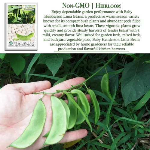 Miniatura 3 de Baby Henderson - Semillas de frijol Lima para plantar, más de 30 semillas tradicionales por paquete, semillas de jardín de Isla
