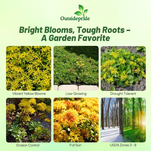 Miniatura 2 de Outsidepride Hybridum Sedum Seeds - 1000 semillas perennes de cobertura del suelo para plantar, plantas suculentas resistentes al frío y tolerantes