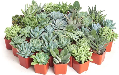 Miniatura 3 de Shop Succulents Paquete de plantas suculentas azules y verdes, colección a granel, mini plantas suculentas vivas, bajo mantenimiento, mezcla