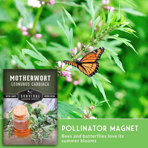 Miniatura 3 de Semillas Motherwort para plantar, Leonurus Cardiaca, hierba medicinal para jardines de boticario y apoyo de polinizadores, semillas de jardín