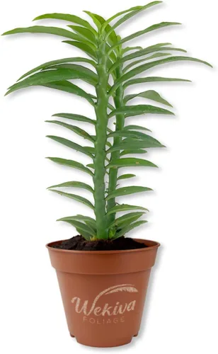 Planta de columna vertebral del diablo – 1 planta de inicio vivo – Pedilanthus Tithymaloides – Follaje vertical estructural estructural de