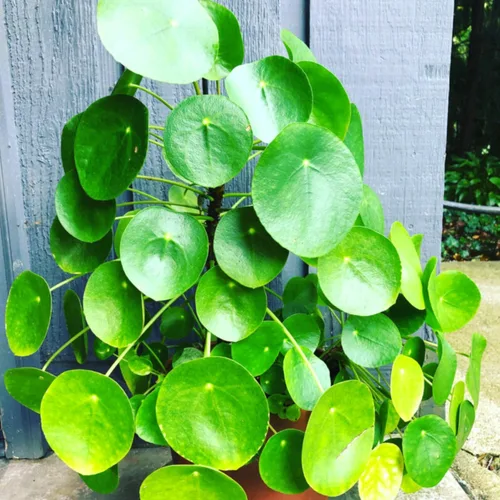 UIOTER Conjunto de 6 plantas de Pilea Peperomioides vivas, plantas vivas de Pilea Peperomioides, de 3 a 5 pulgadas de largo, plantas de dinero