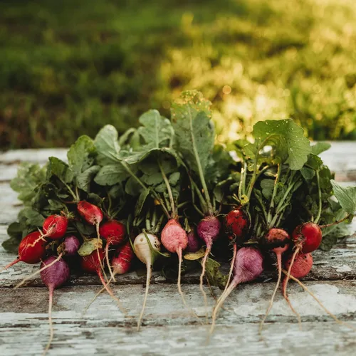 Miniatura 4 de Mezcla de rábano de huevo de Pascua - 150 semillas - Variedad de reliquia y polinizada abierta, fácil de cultivar y de crecimiento rápido, semillas