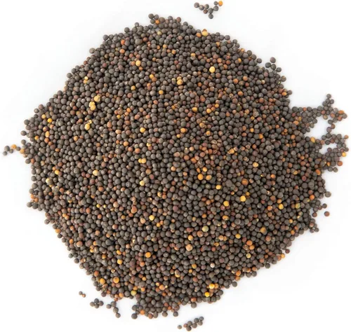 Miniatura 3 de Kale Trio Sprouting & Microgreen Mix Contiene semillas de col rizada azul, Premier y rojas de col rizada rusa Semillas tradicionales sin OMG