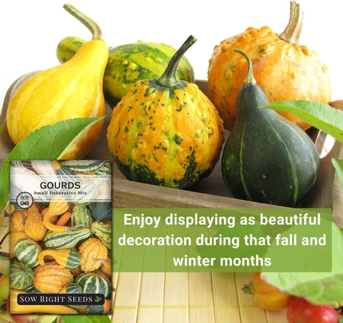 Miniatura 5 de Sow Right Seeds - Mezcla de semillas decorativas de pequeñas calabazas para plantar - Paquete de reliquia sin OMG con instrucciones para plantar