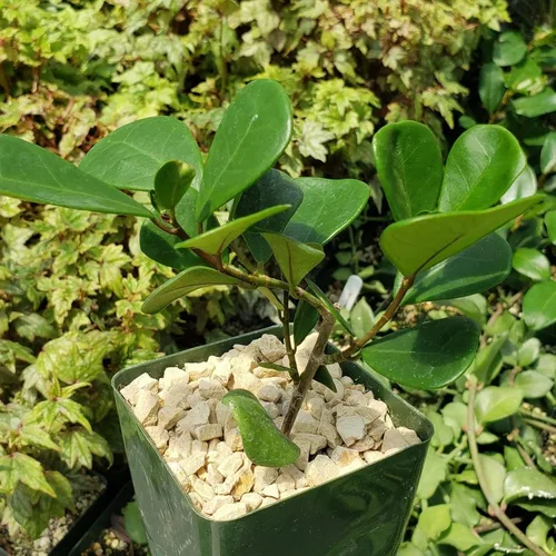 Miniatura 9 de Ficus triangularis