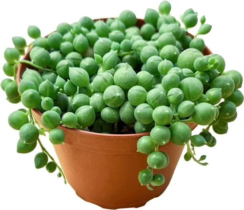 Cadena de perlas (4 pulgadas), plantas suculentas vivas, plantas suculentas totalmente enraizadas en macetas con tierra, planta de casa de fácil