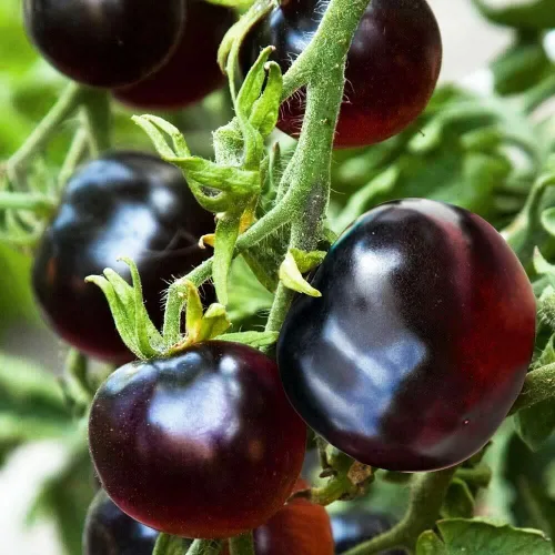 Miniatura 2 de Más de 300 semillas de tomate morado para plantar al aire libre, sin OMG, planifica tu verdura en el jardín de tu casa
