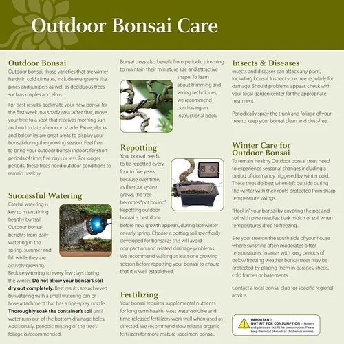 Miniatura 6 de Brussel's Bonsai Paquete de regalo de árbol de olmo chino vivo para exteriores, árbol bonsái pequeño, kit de bonsái con maceta de cerámica