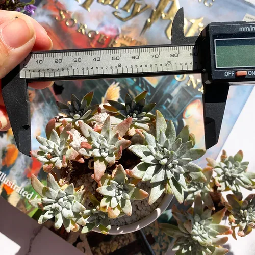 Miniatura 3 de Dudleya Gnoma S.W.McCabe Plantas suculentas raras vivas, 5-7 cabezas de 3.5" Raíz desnuda sin maceta y tierra, decoración para jardín