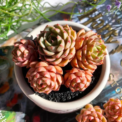 Miniatura 12 de Dudleya Gnoma S.W.McCabe Plantas suculentas raras vivas, 5-7 cabezas de 3.5" Raíz desnuda sin maceta y tierra, decoración para jardín