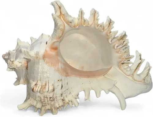 Miniatura 11 de Tumbler Home Conchas marinas grandes para decoración o pecera, decoración costera y náutica, soporte para plantas de aire, adornos de acuario